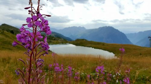 mountain flower lake