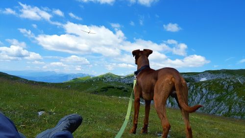 mountain dog nature