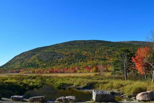 mountain tree pond