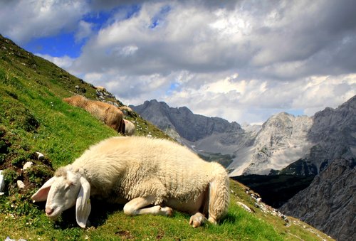 mountain  sheep  nature