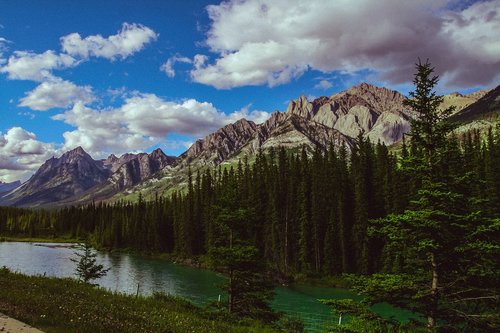 mountain  forest  rockies