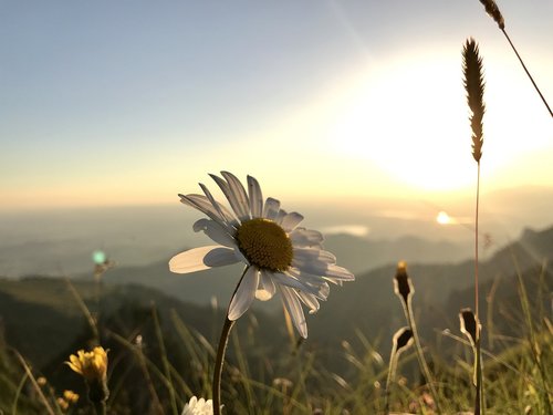 mountain  flower  summer