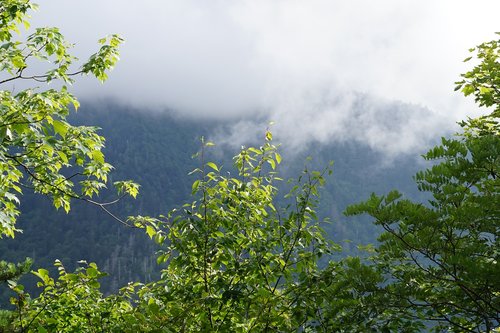 mountain  fog  trees