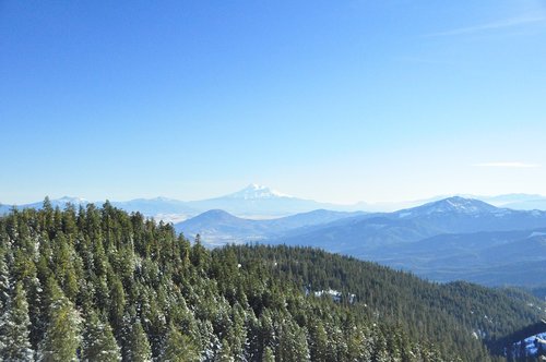 mountain  shasta  forest