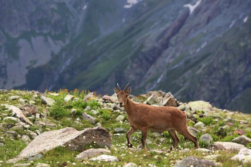 mountain  goat  nature