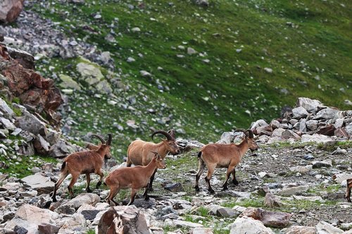 mountain  goat  nature