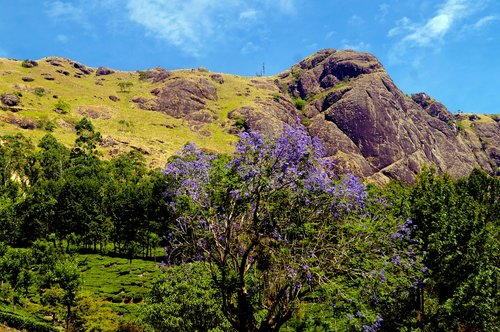 mountain  violet  purple