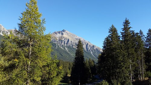 mountain  alpine view  pine trees