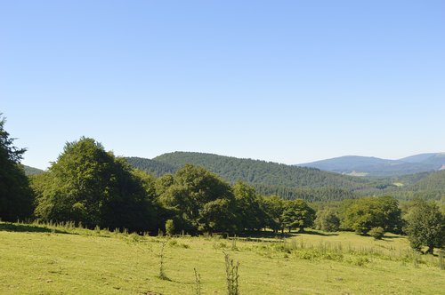 mountain  meadow  spring