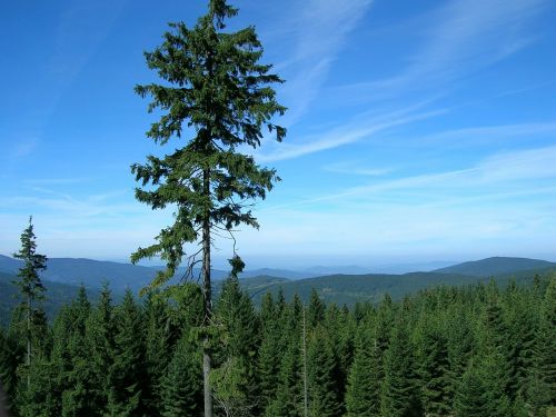 mountain fir nature