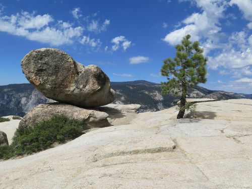 mountain pine landscape