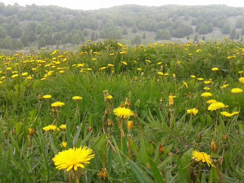 mountain flowers prato