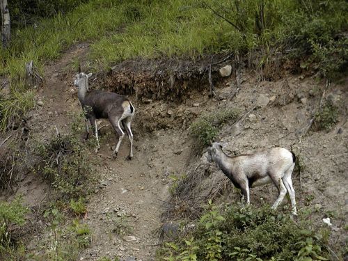 mountain sheep animals