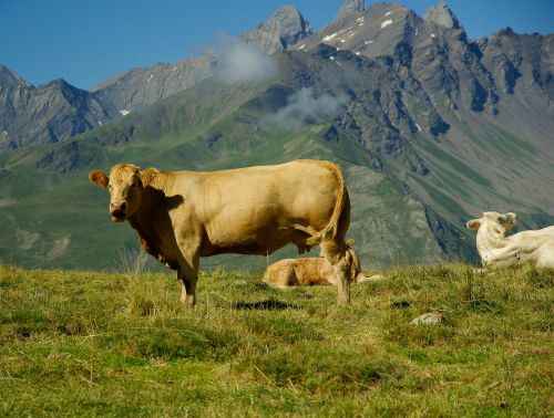 mountain mountain pastures cows