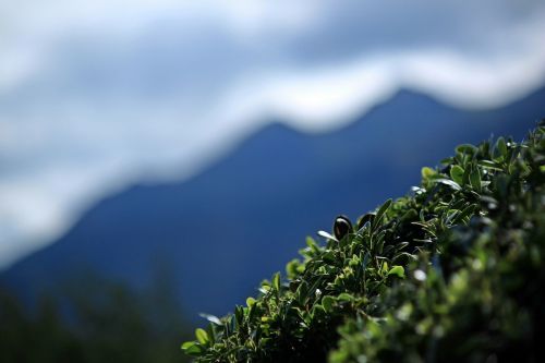 mountain shrub plant