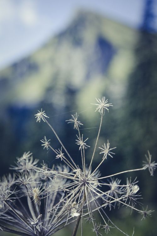 mountain mountains flower