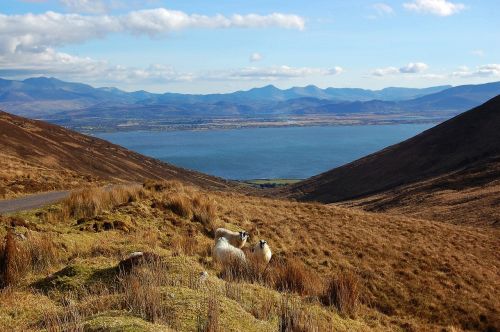 mountain sheep bay