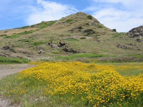 mountain hill sea of flowers