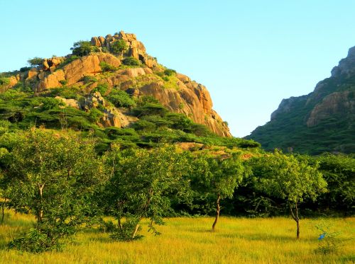 mountain tree nature