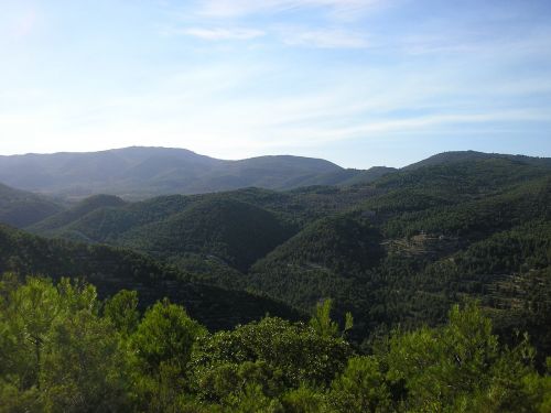 mountain landscape tree