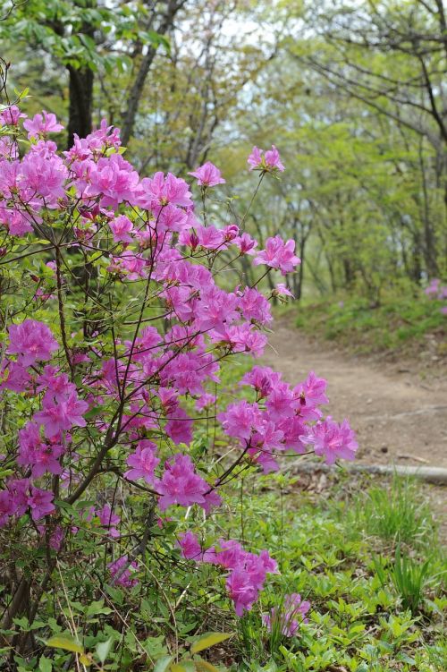 mountain azalea flowers
