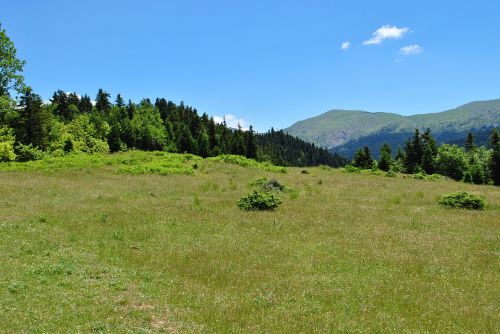 mountain forest firs