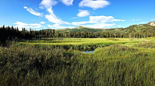 mountain meadow nature