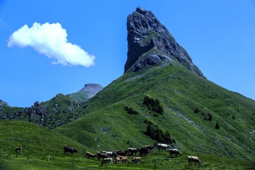 mountain cow herd landscape