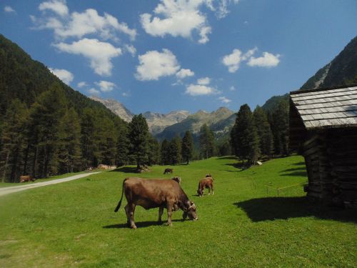 mountain cows cow