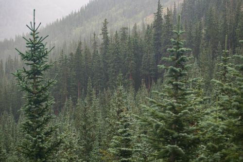 mountain wilderness trees