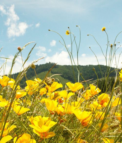 mountain flowers yellow