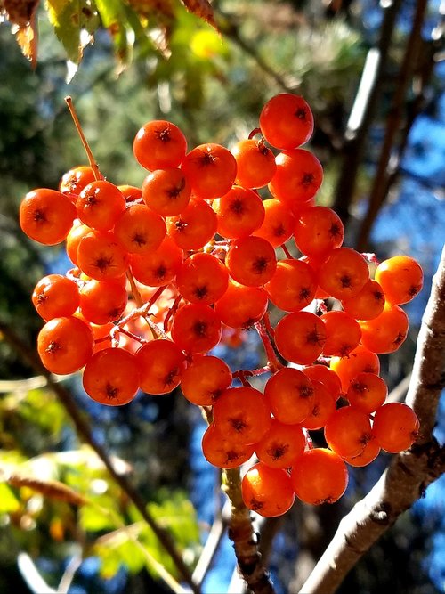 mountain ash  orange berries  firethorn