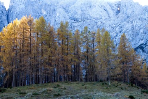 Mountain Autumn Color