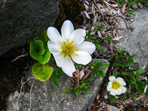 mountain avens alpine flower alpine flora
