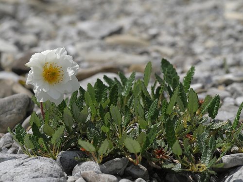 mountain avens  white  flower