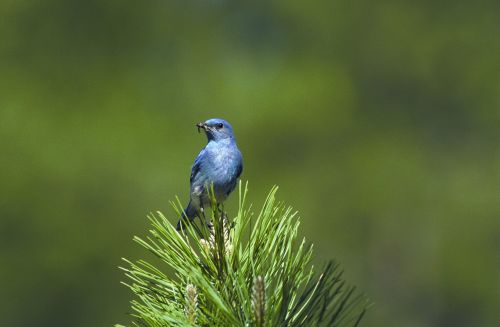 mountain bluebird bird perched