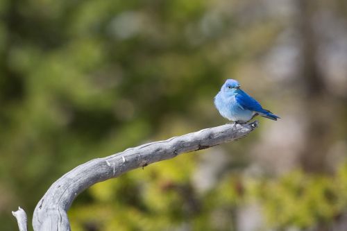 mountain bluebird perched bird