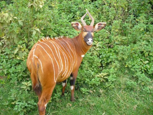 mountain bongo animal mammal