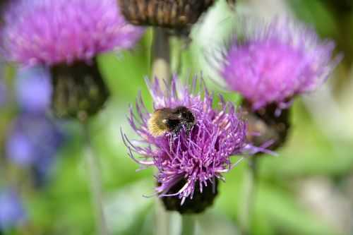 mountain bumblebee thistle blossom