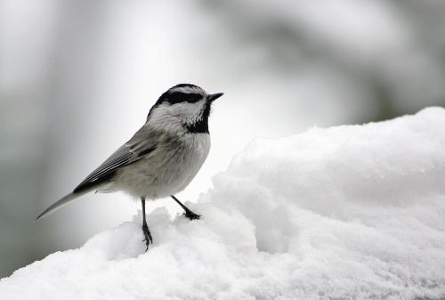 mountain chickadee snow bird
