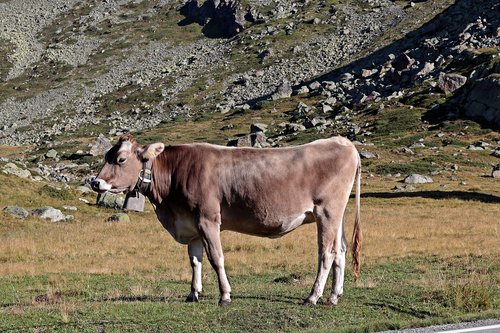 mountain cow  alpine  cow