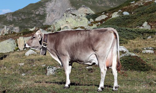mountain cow  alpine  cow