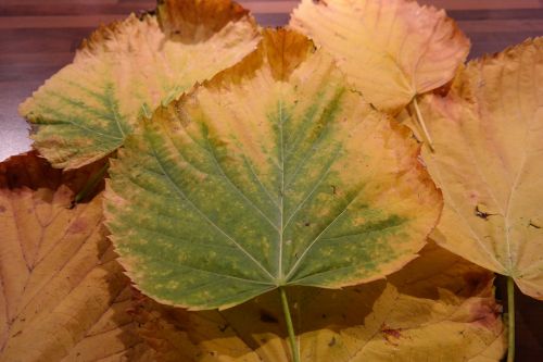 mountain elm elm leaves coloring