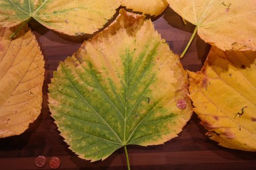 mountain elm elm leaves size comparison