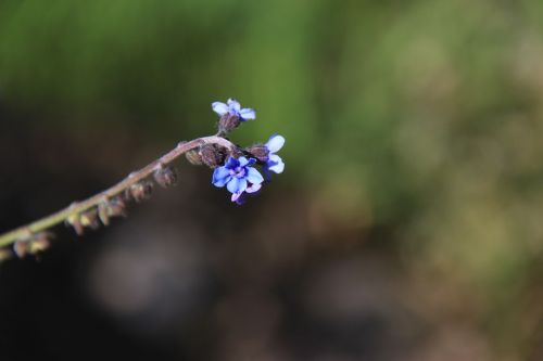 mountain flower nature macro