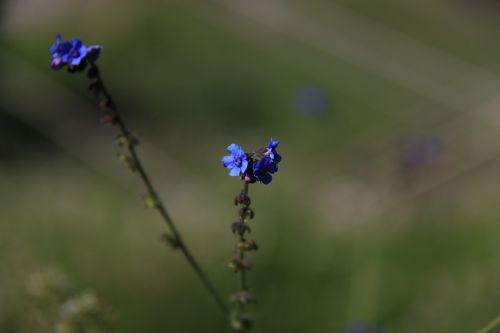 mountain flower blue wild