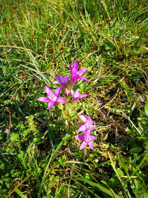 mountain flower alpine flowers kind of gentian