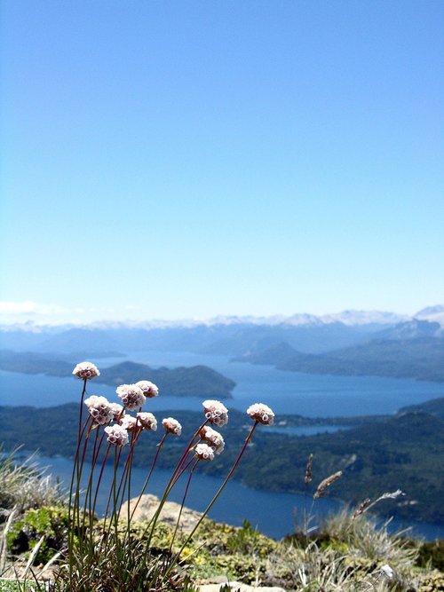 mountain flower  view  mountain