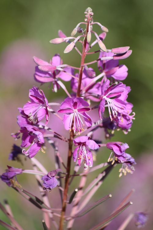 mountain flower alps pink