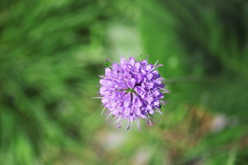 mountain flower alps green